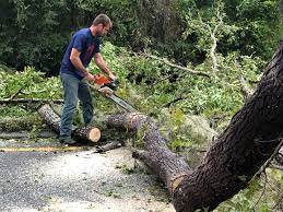 Best Storm Damage Tree Cleanup  in Scenic Oaks, TX