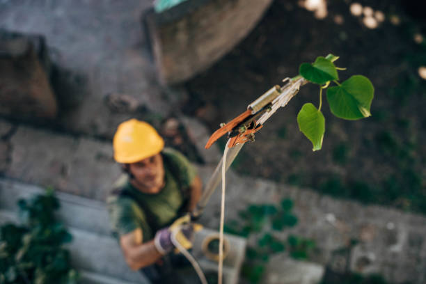 Best Tree Trimming and Pruning  in Scenic Oaks, TX