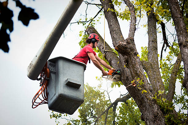 Best Fruit Tree Pruning  in Scenic Oaks, TX